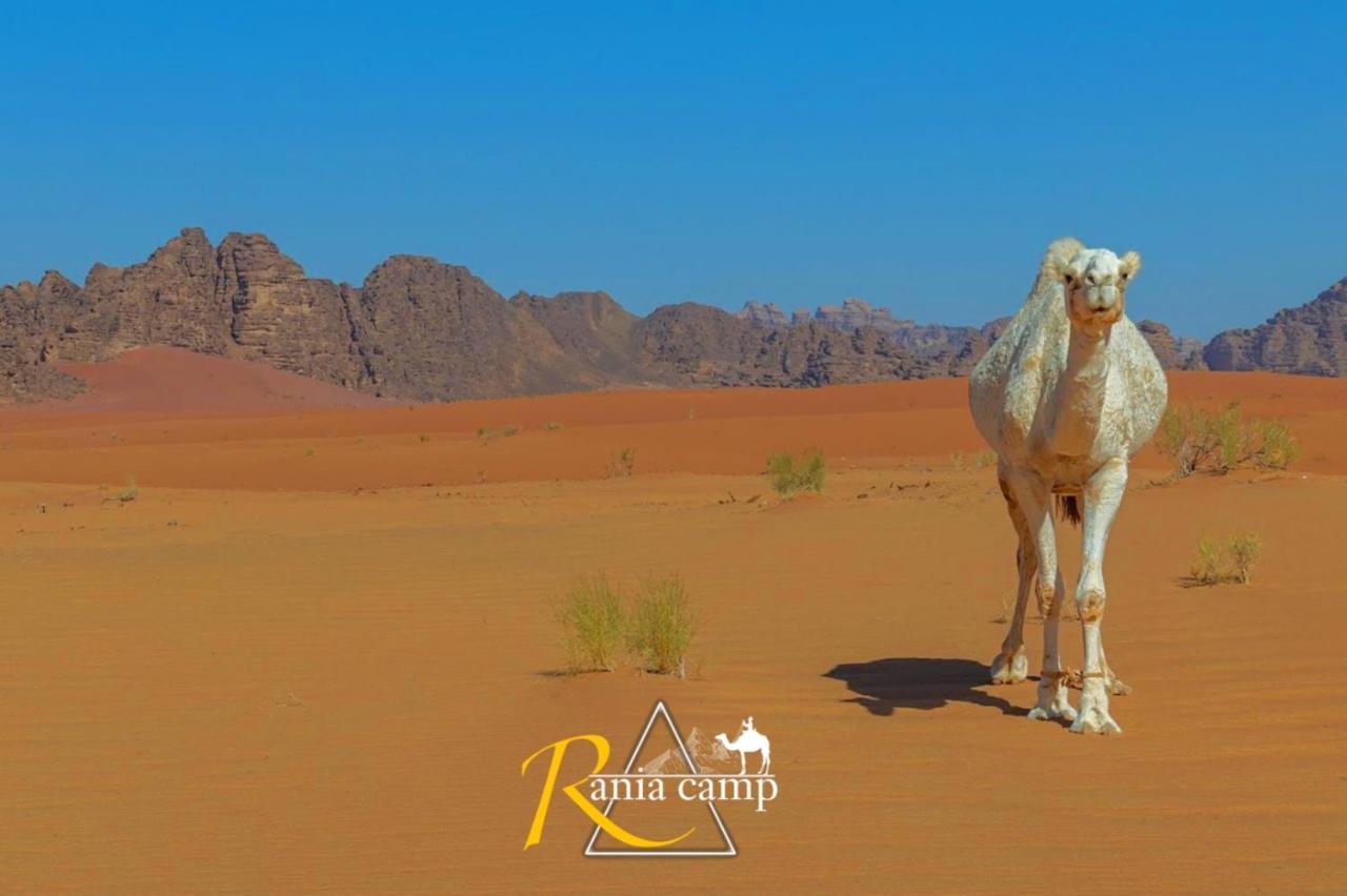 Wadi Rum,Rania Camp Εξωτερικό φωτογραφία